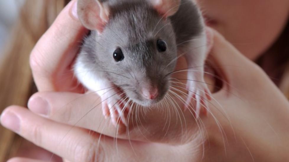 How to Provide Environmental Enrichment for Your Pet Rat