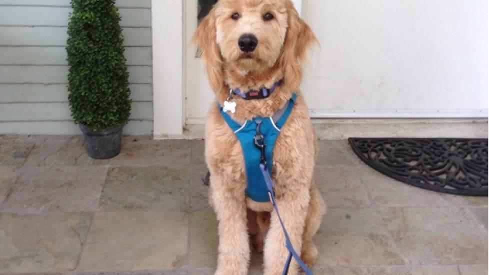 goldendoodle sitting and wearing a blue harness