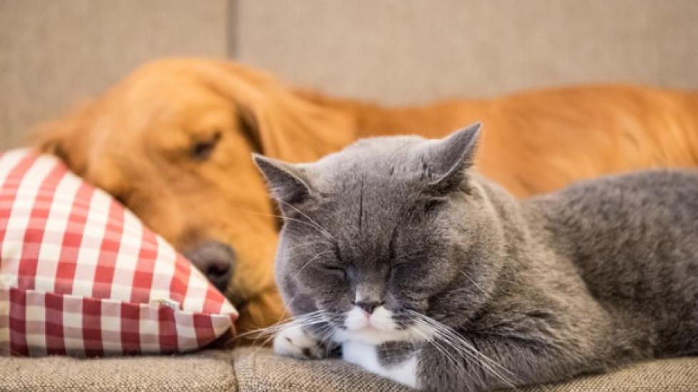 Golden Retriever And Cat Sleep On The Couch Picture Id646901096 ?w=2048&q=75