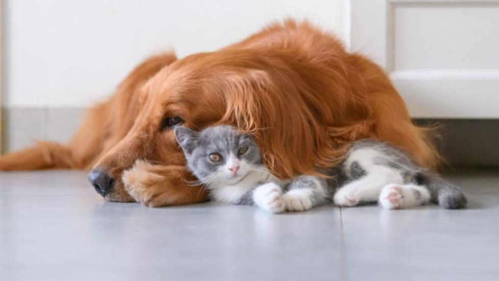 Rehoming Pets: How to Find the Best Home