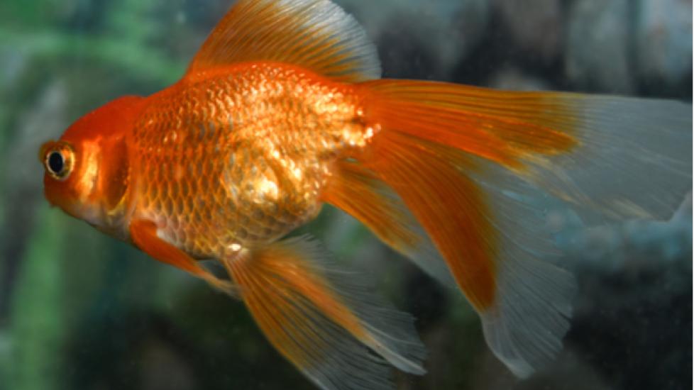 orange goldfish in a tank