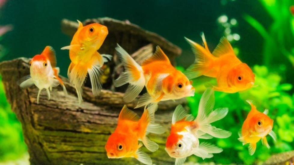 Can You Actually Keep Fish in Bowls?