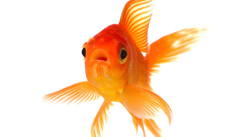 Facts About Goldfish