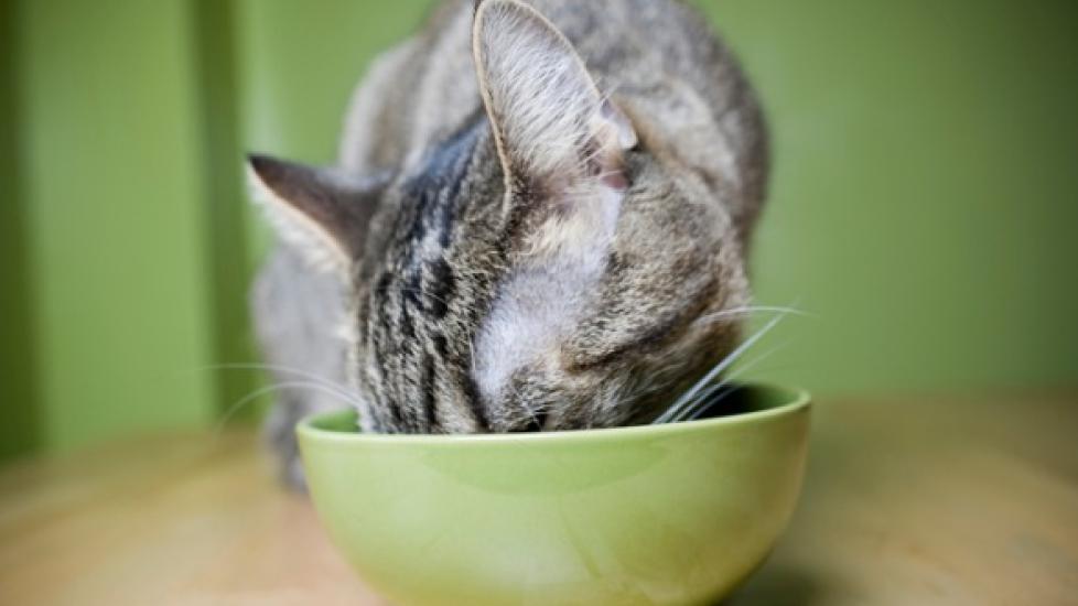 Cat eating healthy, nutritional cat food