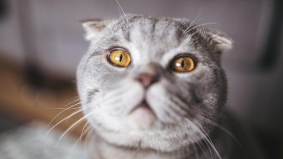 Diabetes in Cats | PetMD