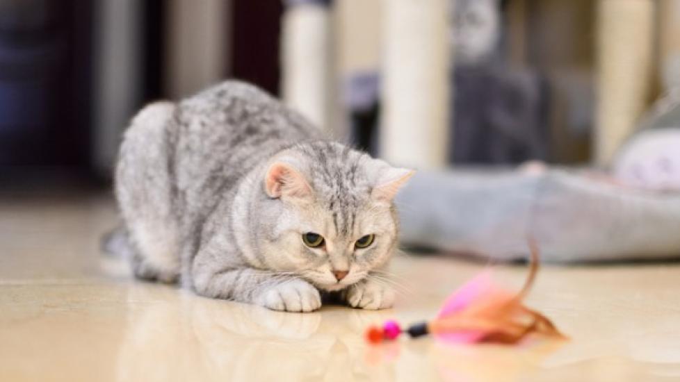 These Are the Best Cat Toys to Simulate Hunting Prey PetMD