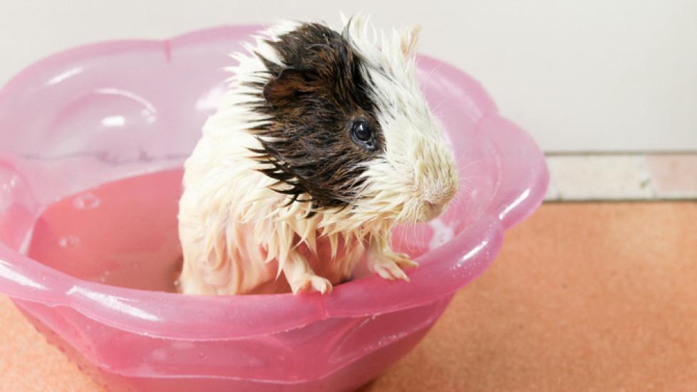 Grooming Care for Your Guinea Pig