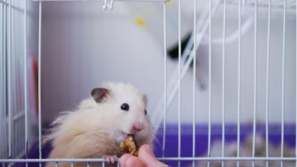 How to Keep Hamster Teeth Healthy PetMD