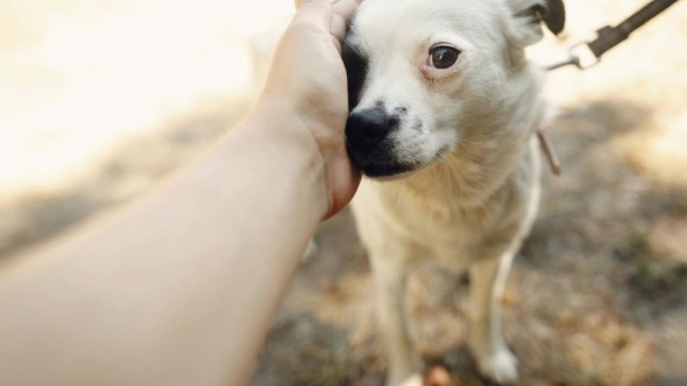 how do i help my fearful dog confidence