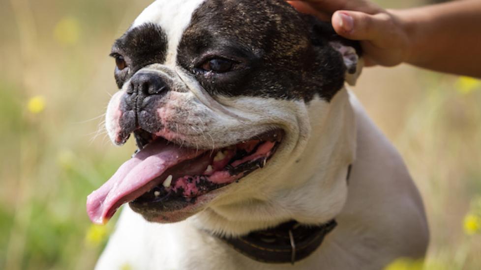 The Best Places to Pet Your Dog PetMD