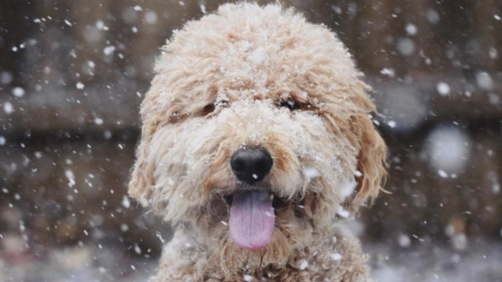 7 Tips For Caring For Your Pet This Winter