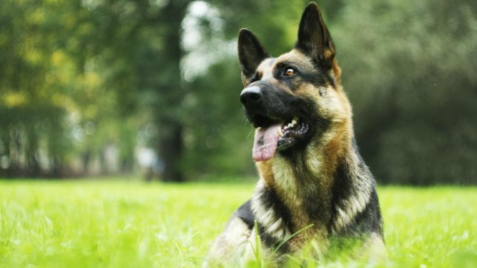 Heart Cancer (Hemagiosarcoma) in Dogs | PetMD