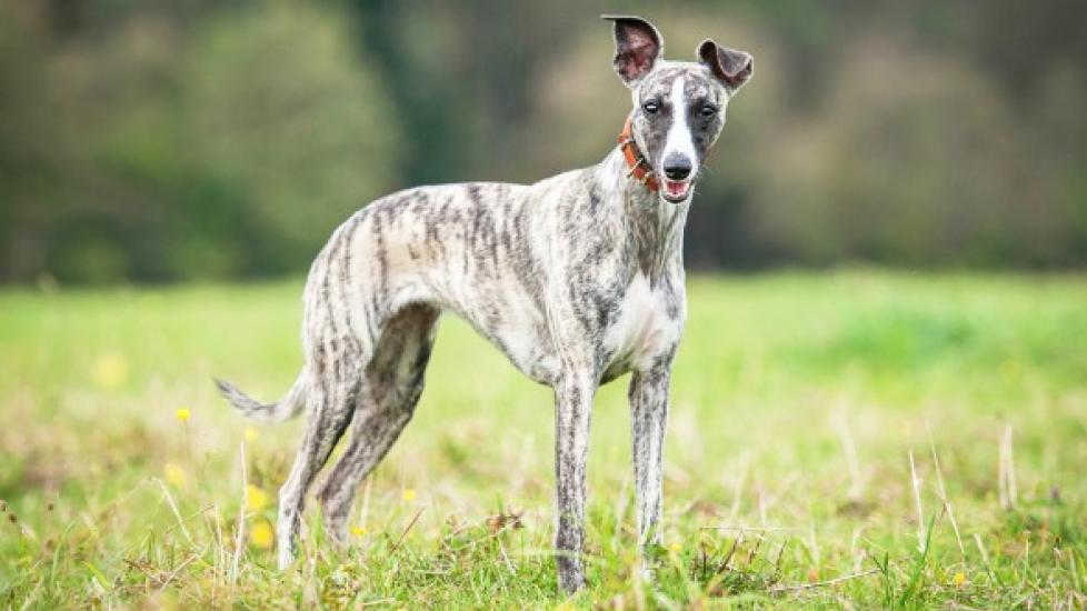 Heartworm Preventative in Dogs Using Heartworm Prevention Medication