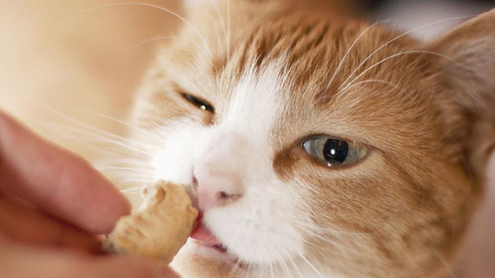 Human food treats forbiciona for cats