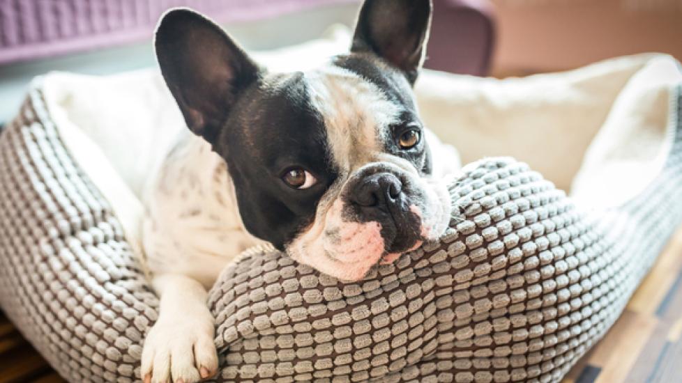 How to Examine Your Dog at Home (and When to See a Vet)