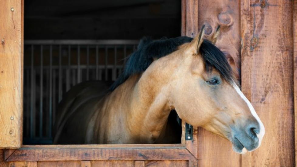 Reduce Stall Boredom With a Few Best Practices and Key Horse Supplies