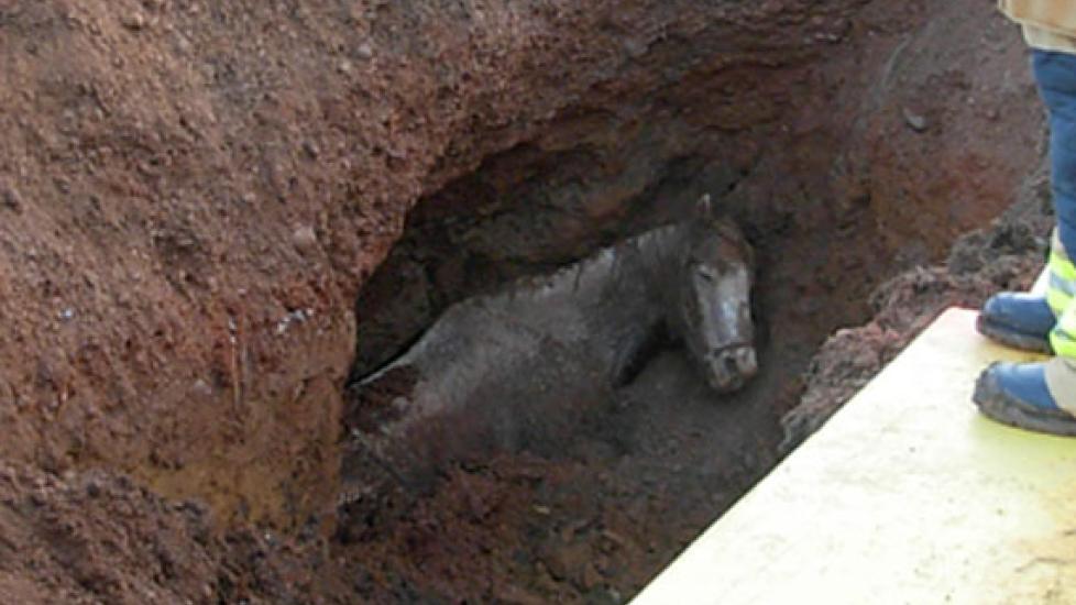 How Do You Save a Horse From a Sinkhole? Very Carefully, It Turns Out