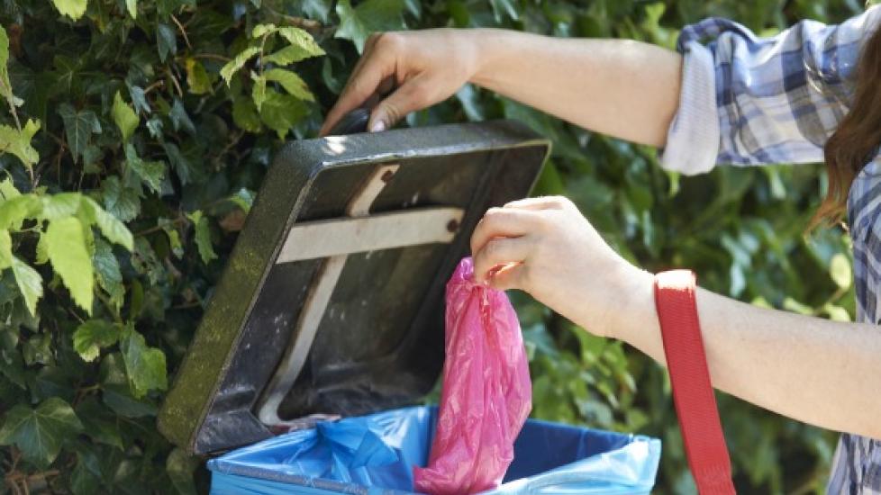 How to Clean Up Dog Poop PetMD