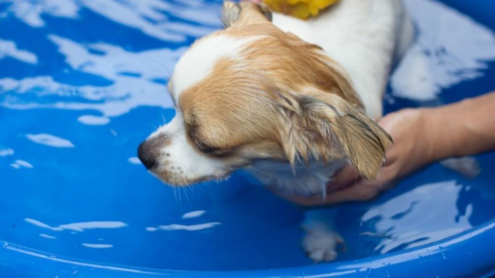 Splish Splash How to Give Your Dog a Bath PetMD