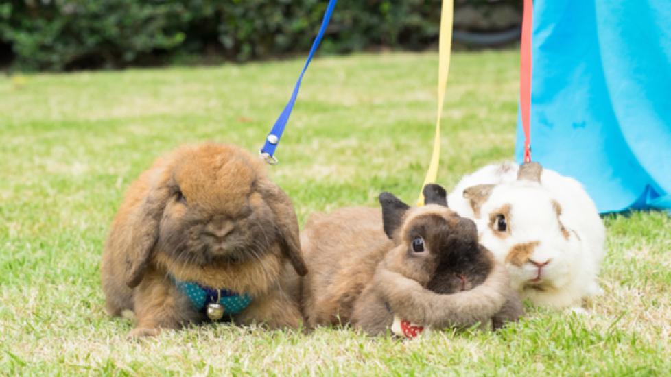 Can You Leash Train a Rabbit?