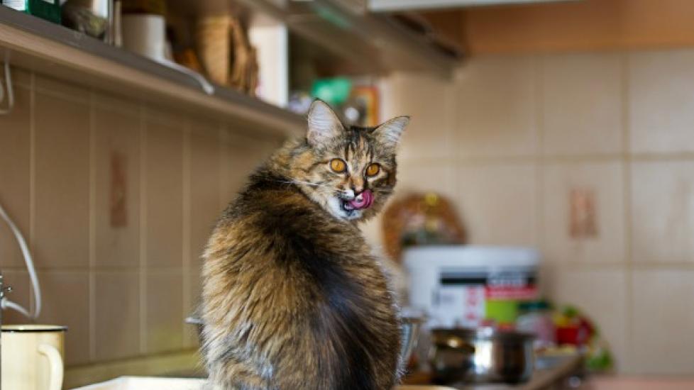 fluffy tabby cat sitting on a kitchen countertop