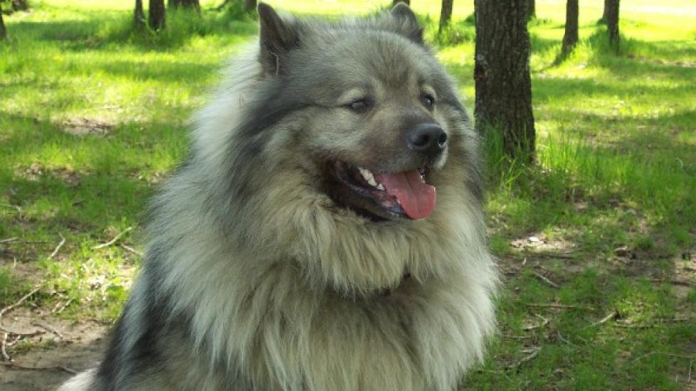 Hyperparathyroidism in Dogs PetMD