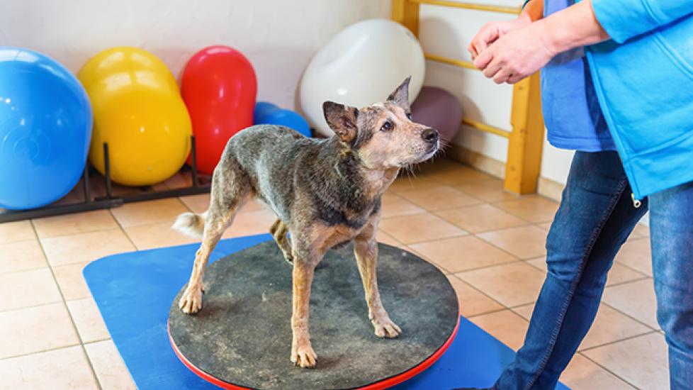 Help Pets Recover with Physical Therapy (Pet Rehabilitation)