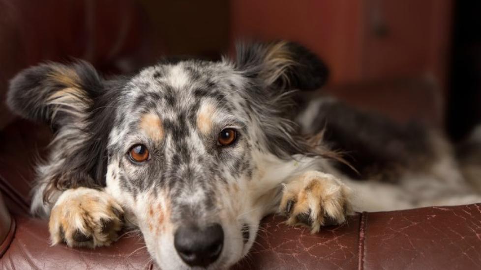 Imodium for Dogs Is it a Good Idea? PetMD