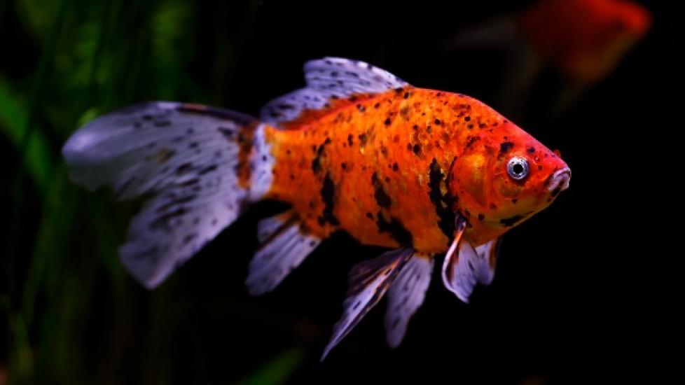 How a Fish's Immune System Works