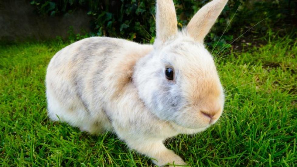Infection in the Bladder or Urinary Tract in Rabbits