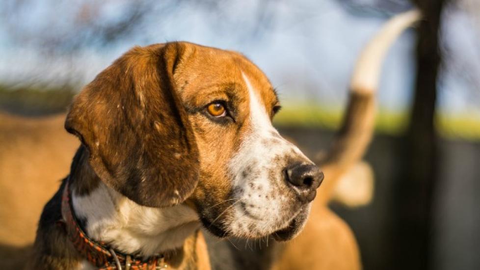 How Can You Tell If A Male Dog Is Fertile