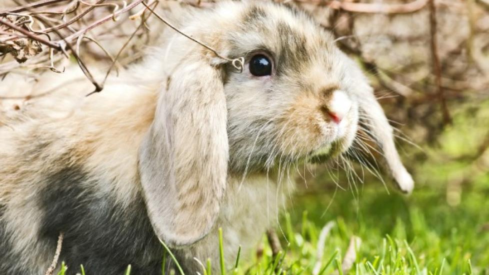 are rabbit ear mites contagious to dogs