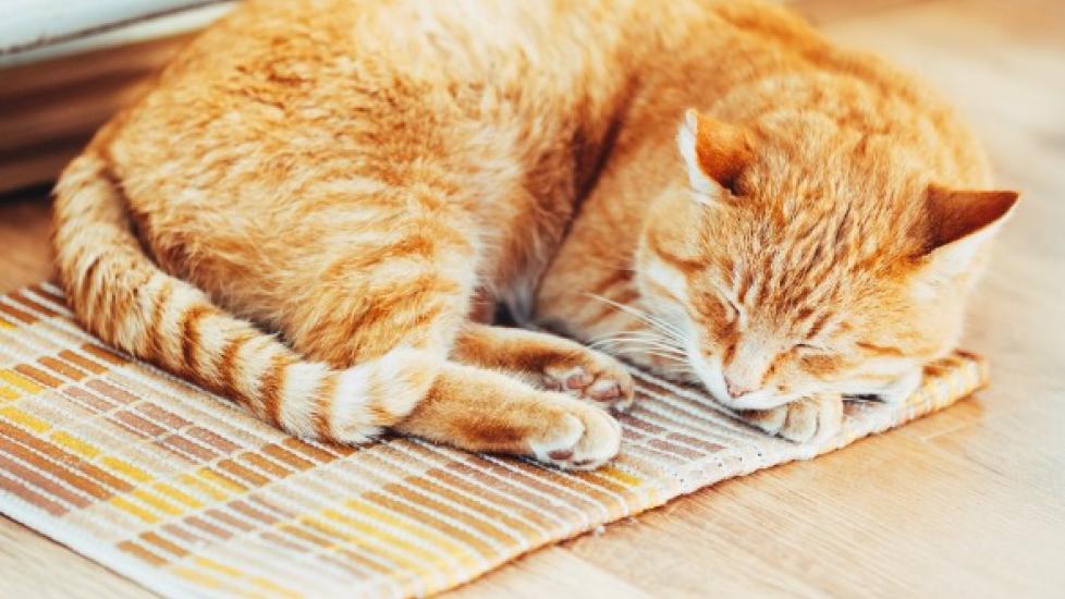 Insufficient Urine Production in Cats