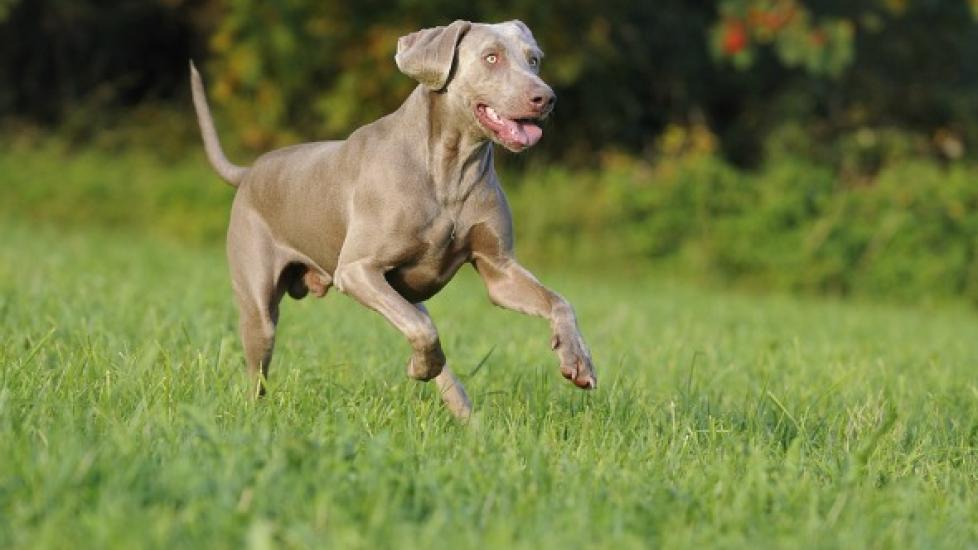 Intestinal Cancer (Adenocarcinoma) in Dogs