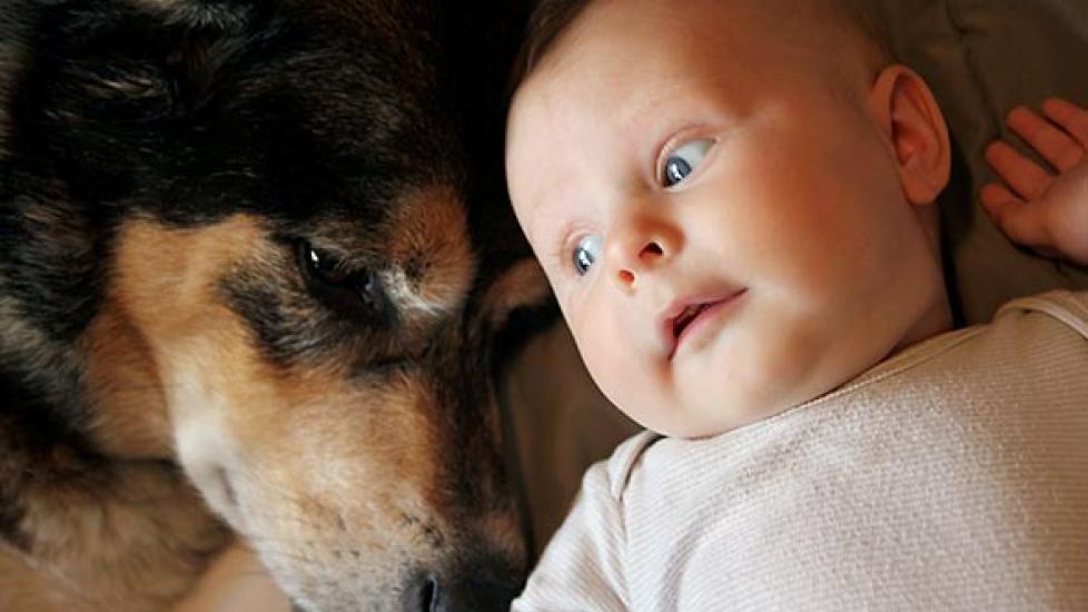 What Not to Do with Dogs and Babies