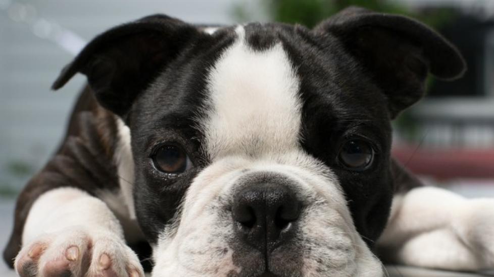 Iris Cysts in Dogs Dog Eye Problems PetMD