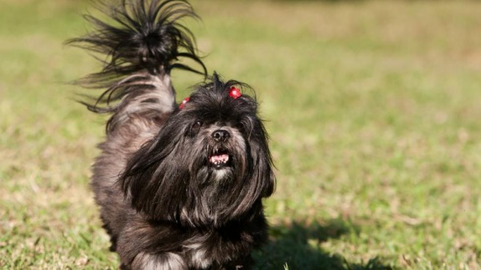 Irregular Heartbeat in Dogs PetMD