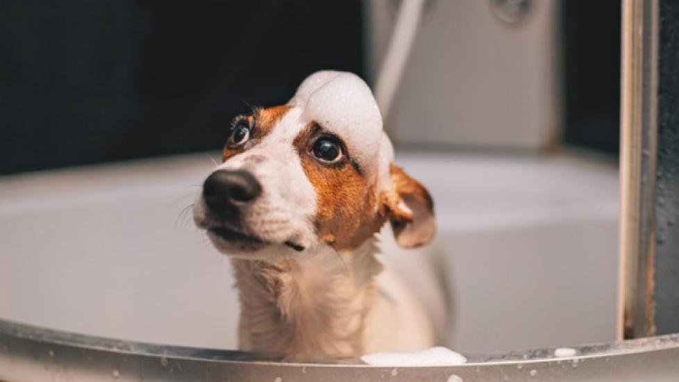 jack russell terrier with soap on his head