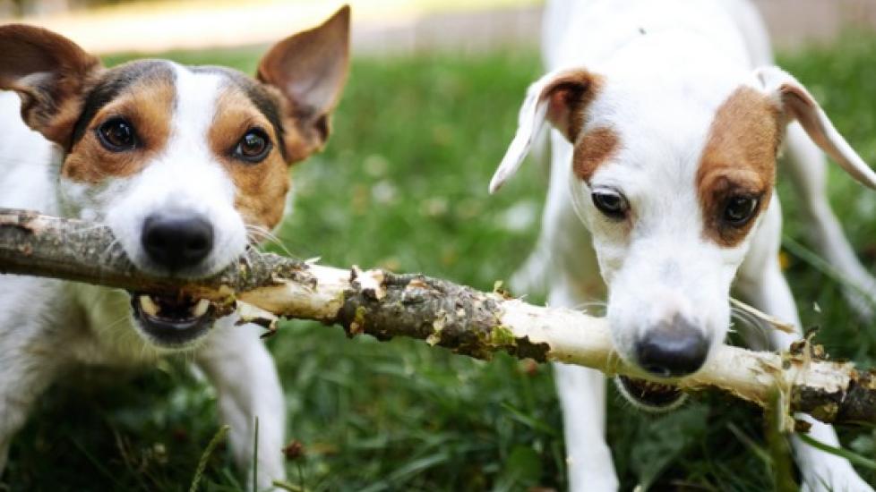 How a Dog Ages and What You Can Expect at Each Life Stage PetMD