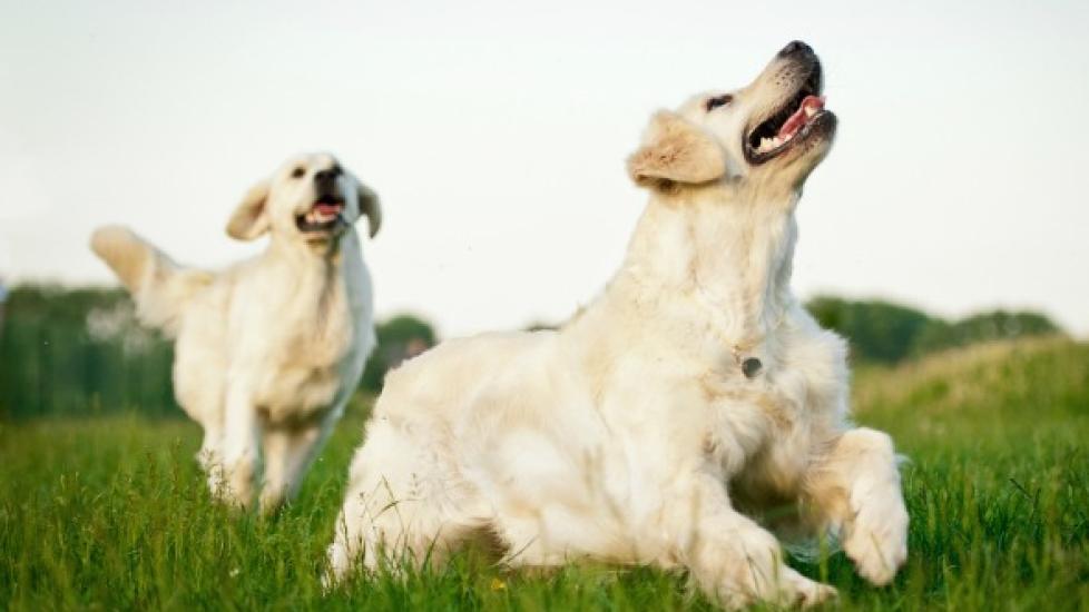 How to Keep Flies off Dogs PetMD