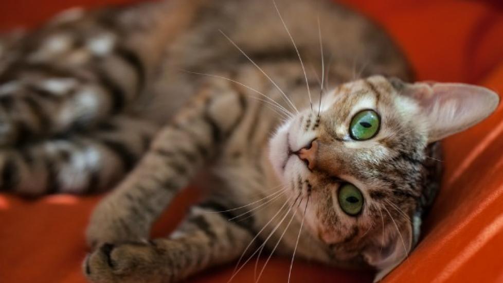 4 Ways to Keep Your Indoor Cat Entertained While You’re Away