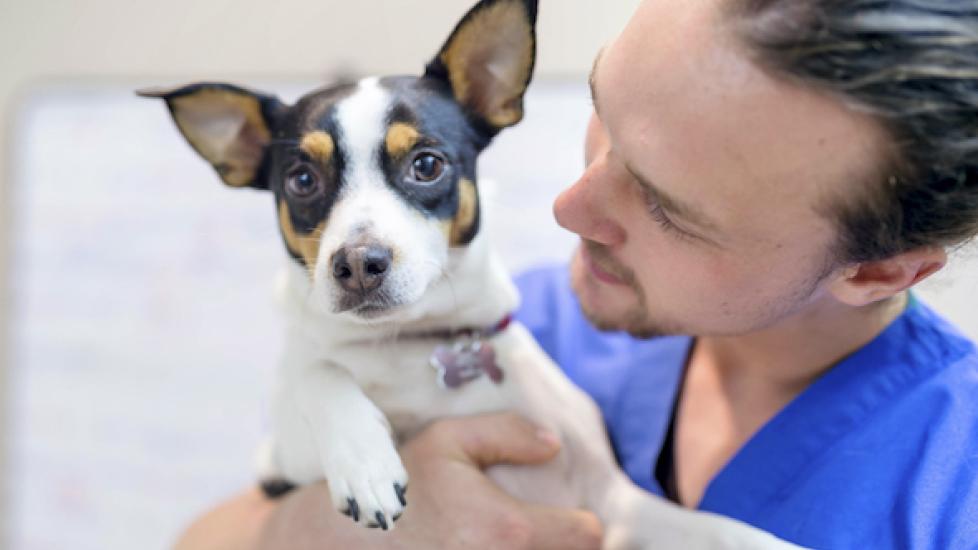 Does Your Dog Need the Kennel Cough Vaccine? PetMD
