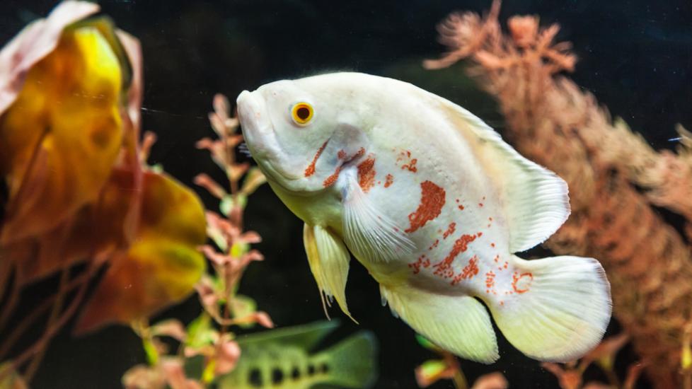 Kidney And Urinary Tract Disorders in Fish | PetMD