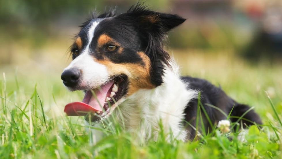 Kidney Enlargement in Dogs