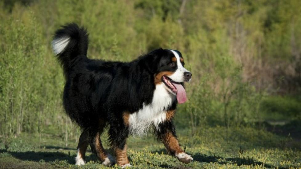 Kidney Failure and Excess Urea in the Urine in Dogs PetMD