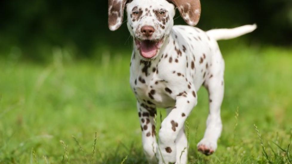 Natural Ways to Treat and Kill Fleas in Grass PetMD