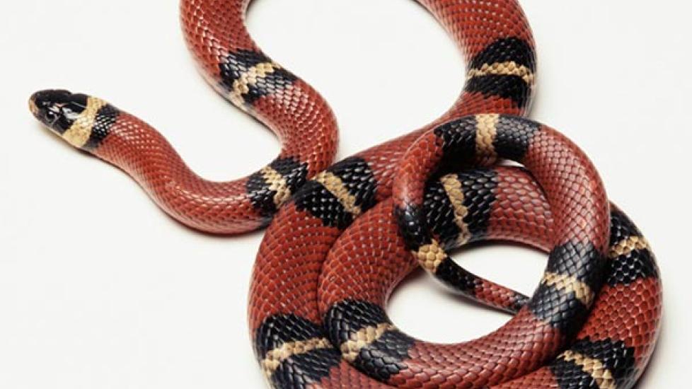 Kingsnake PetMD