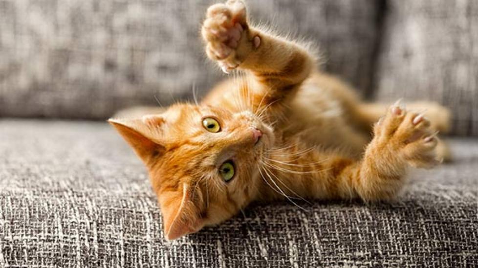Kitten Care: How to Socialize Kittens