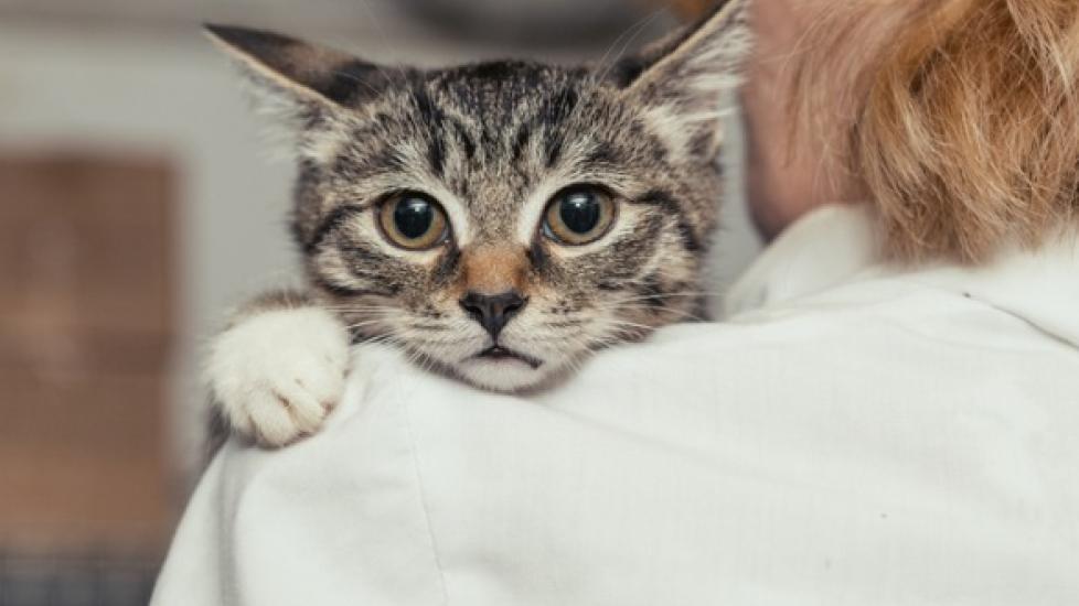 Stuck On You? 6 Reasons Why Your CH Cat May Be Extra Clingy