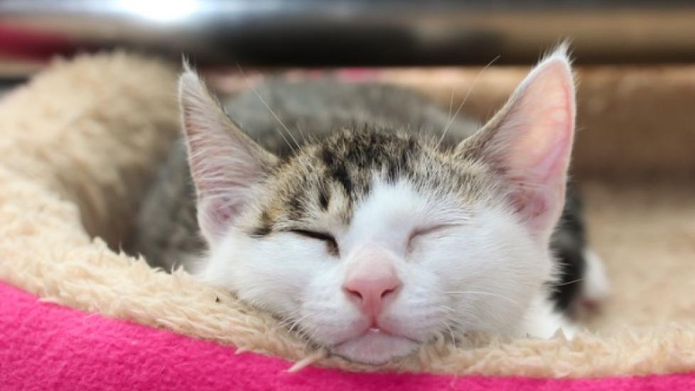 Can Humans Get Tapeworms From Cats? PetMD